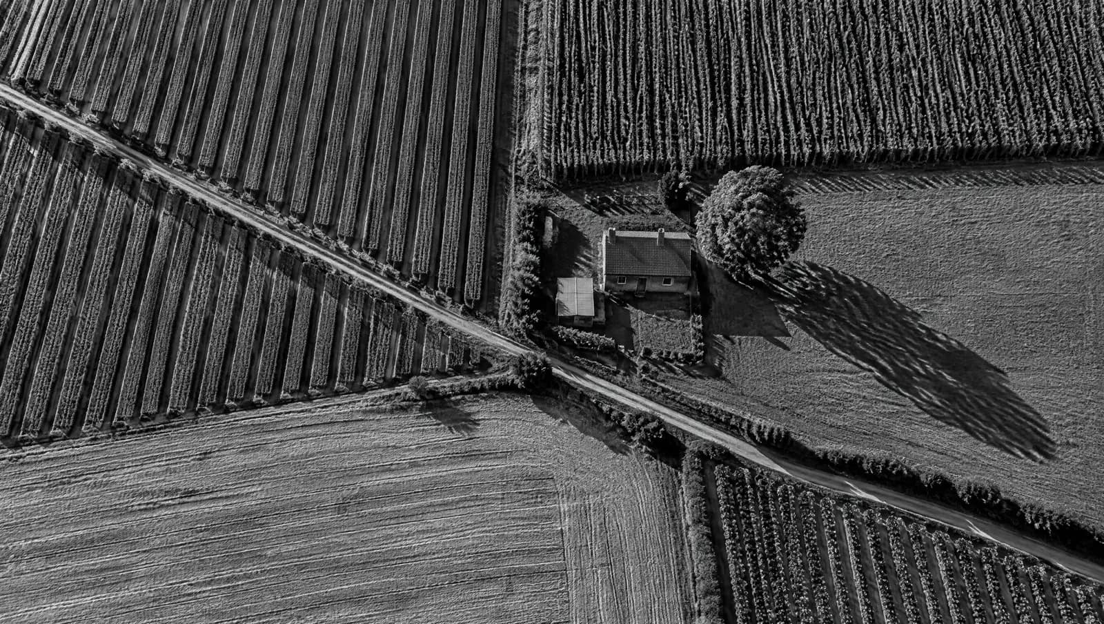 Farmland from above, rows of crops on both sides of a lane, a farmhouse and one tree